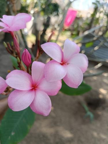 El Paraiso de Carmen