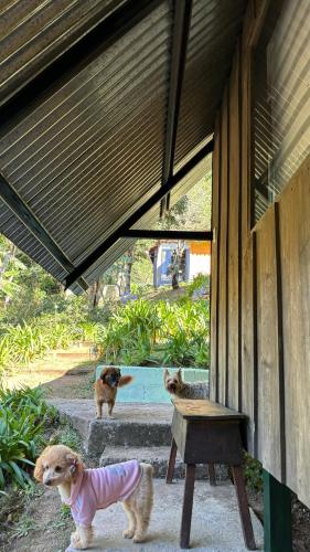 Koi's House - Quebradillas de Dota in El Jardín