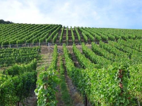 Relaxen im Weindorf Mayschoß Fewo 4