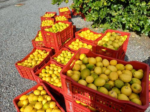 Profumo di Zagara Acireale