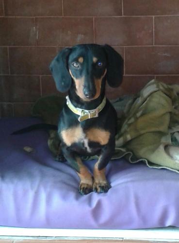 Cuzquitos Suite!! Hermosa Cucha de Perro Salchicha bajo asador en Praderas SL!!