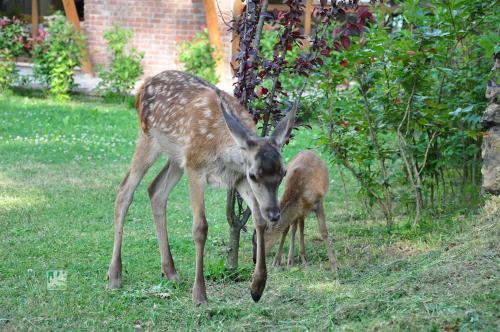 Gazelle Resort & Spa