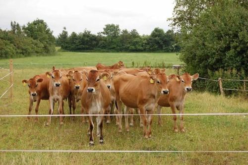 Gîte à la ferme, au coeur du Mené