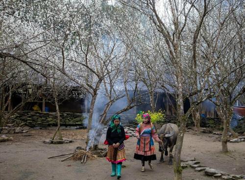Minh_Tham in Bac Ha (Lao Cai)