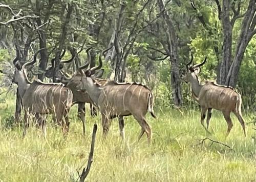 Lama Lama Game Reserve