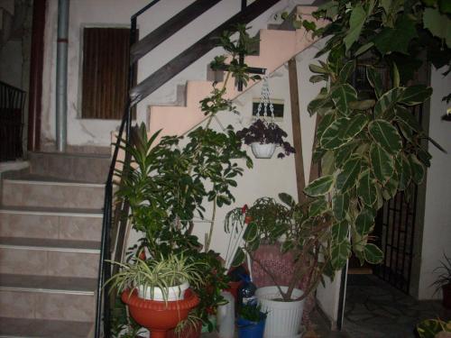 Guest House Pepi - image 7
