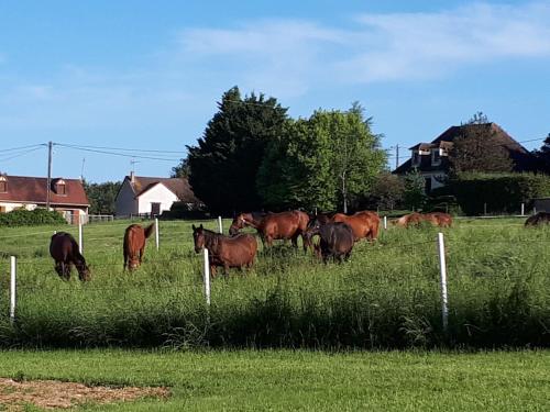 Gîte Le Blanc, 3 pièces, 4 personnes - FR-1-591-339