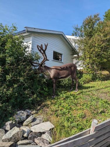 Koselig leilighet nær bussholdeplass og natur. in Kvaloysletta