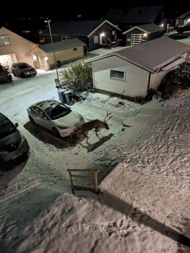 Koselig leilighet nær bussholdeplass og natur. in Kvaloysletta