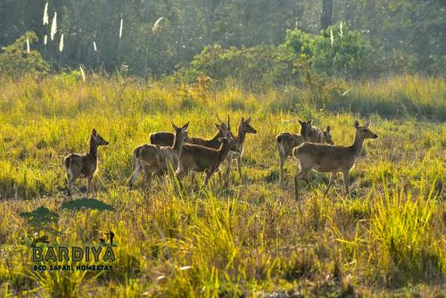 Surrounding environment, Bardiya Eco Safary Homestay in Thakudwara