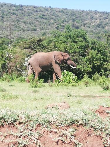 Eco mara forest camp