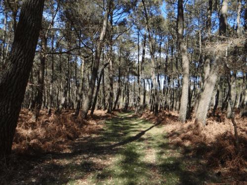 KERDERFF - Longere entre plage et foret - TK30 - image 3