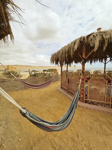 Surrounding environment, flamingo camp in Faiyum