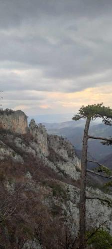 Brvnara za odmor Tara in Zaugline