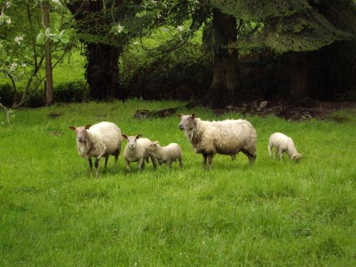 Gîte Rouez 5 pièces 8 personnes - FR-1-410-168 - image 4