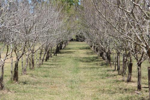 Los Almendros