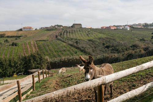 Quinta dos Castanheiros