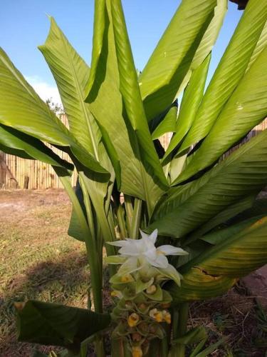 Casinha Original de Fazenda