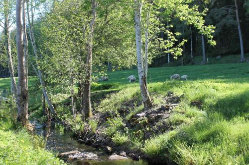 Dārzs, Fårgården Åsebol (Fargarden Asebol) in Asebolet