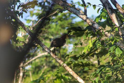 A környék, Amazon Nativo Lodge in Indiana
