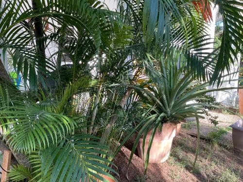 Appartement style Caribeen Appartement style Caribeen