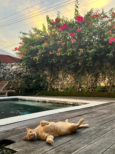 Pinokkio Bed and Breakfast – Ungasan, CO