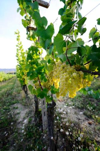 Cascina Olivetta -sleep in winery