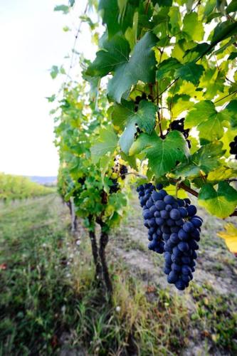 Cascina Olivetta -sleep in winery