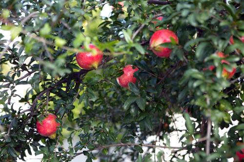 Nafplio Cottage-Grandma's Yard