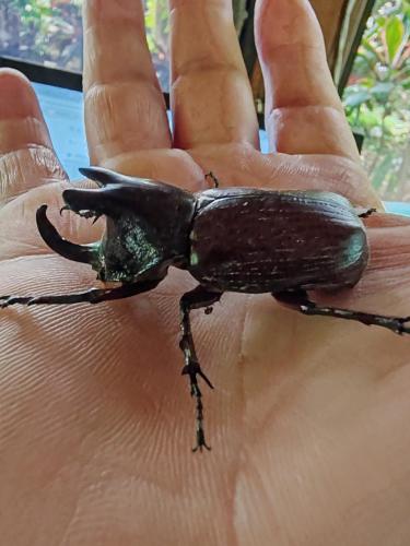Exterior view, La Ceiba Tree Lodge in Puntarenas