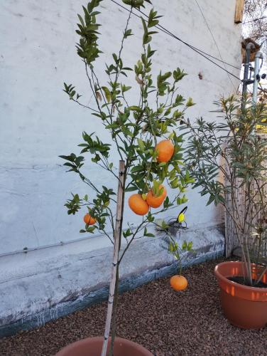 Kilátás, LA BARRICA ESTUDIO en Mendoza Capital, Centrico y acogedor, con hermosa terraza para disfrutar (LA BARRICA ESTUDIO, Departamento funcional, comodo, acogedor y completamente equipado en el Centro d) near Gov. Francisco Gabrielli nemzetközi repülőtér