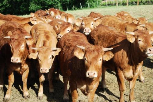 Gite de France Gite joulebois 3 epis - Gite de France 4 personnes MAE-6444 in Ferrand