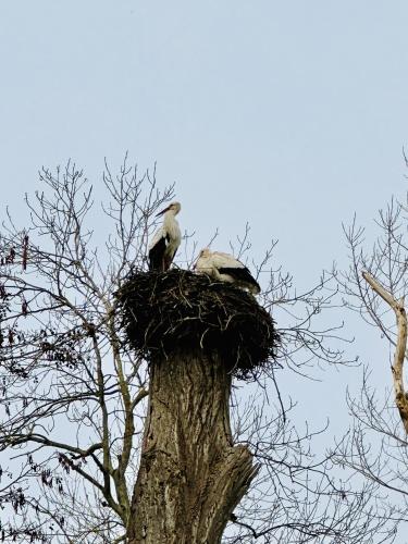 Alsace Gîte 3 étoiles "Coeur de Cigogne" - 15mn Strasbourg Obernai - Clim Wifi Parking gratuit