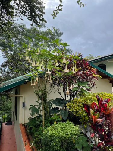 Mango Tree Villas