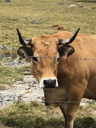 Buron Cœur d’Aubrac