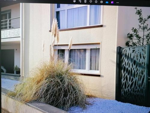 Nadine in Villers-les-Nancy (Alsace)