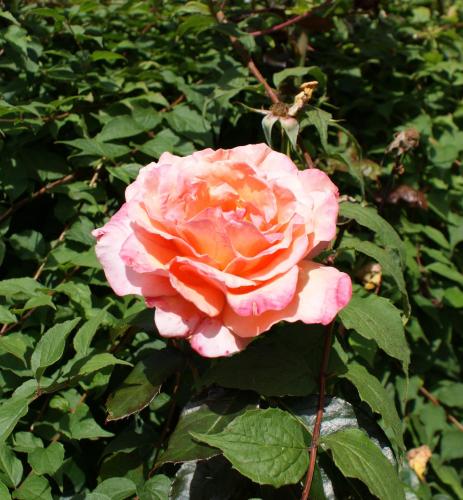 Grange Lodge Hotel - image 10