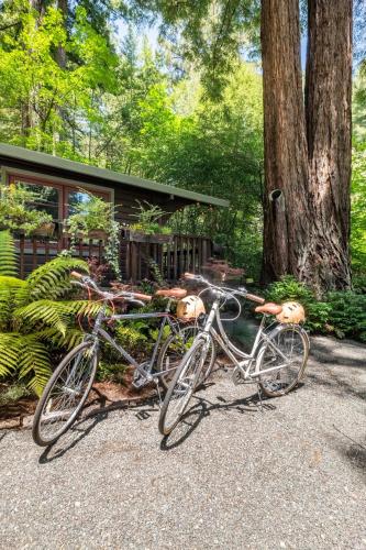 Romantic Creekside Cabin In A Redwood Forest