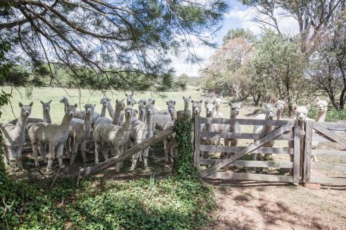 Glenhope Alpaca Farm Suites格伦霍普羊驼农场套房住宿加早餐旅馆图片