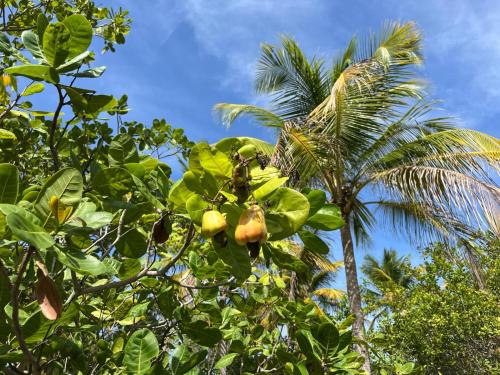 Ecolodge Batel Alagoas