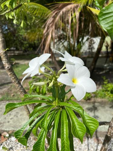 Ecolodge Batel Alagoas