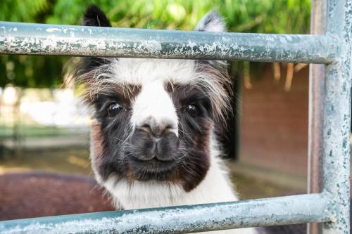 @ Marbella Lane - Alpaca Farm House Pool