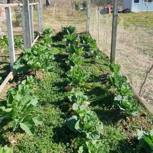 Camping & biofarm Gjegji in Tale