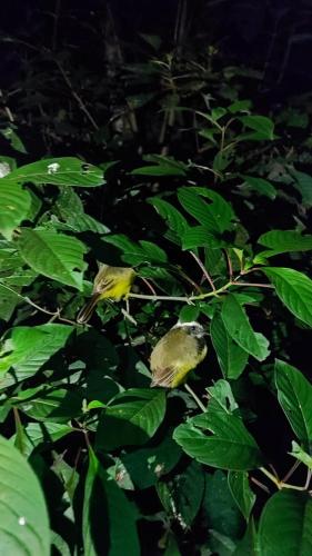 Létesítmények, Jardín Del Bosque (Jardin Del Bosque) in Bijagua De Upala