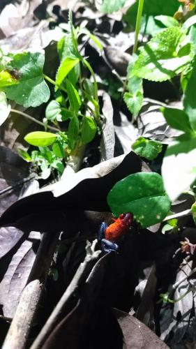 Létesítmények, Jardín Del Bosque (Jardin Del Bosque) in Bijagua De Upala