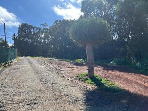 Casa Rural Los Tilos Betancor