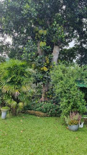 Sithara Estate Bungalow