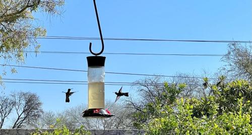 Mesquite Tree Retreat