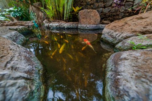 Orchid Suite in South Maui, across from the beach, 1 bedroom sleeps 4 Orchid Suite in South Maui, across from the beach, 1 bedroom sleeps 4