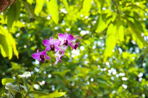 Rainforest Lodge, Deniyaya